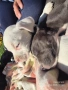 Малки бебета питбули , снимка 4