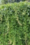 Дива лоза (Parthenocissus quinquefolia), снимка 2