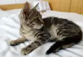 Подарявам малко котенце, снимка 6