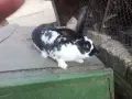 Гъски патици зайци , снимка 5