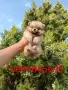 Прекрасен избор на мъжки и женски Померани. , снимка 8