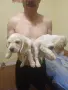 Малки кокерчета, снимка 1