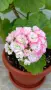 Сортово мушкато Pelargonium Appleblossom rosebud, снимка 3