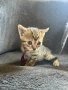 Продавам три красиви и игриви котенца!, снимка 9