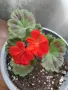 Наситено червено Зонално Мушкато с декоративни листа (Pelargonium), снимка 1
