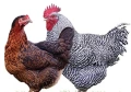 Продавам пиленца и кокошки, снимка 2