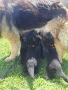Немска овчарка, снимка 7