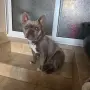 френски булдог на 1гудина , снимка 6