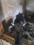 3 женски 1 мъжко породисти, снимка 9