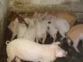 СВИНЕ МАЙКИ И прасета  - ЛИКВИДАЦИЯ, снимка 5