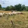 продават се 60 броя овце, снимка 5