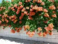  Текома (Tecoma stans) – слънчевата красавица с оранжеви цветове, снимка 3