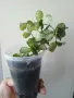 Хоя, hoya kanyakumariana, снимка 4