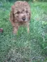 Той момиченце на 2 месеца, снимка 3