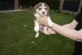 ПОДАРЯВАМ КУЧЕНЦА, снимка 1