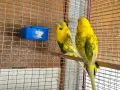изложбени папагали транспорт до Бургас , снимка 1