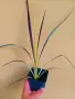 Кордилине неоново зелено/CORDYLINE ELECTRIC FLASH, снимка 7