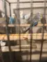 продавам вълнисти папагали , снимка 6