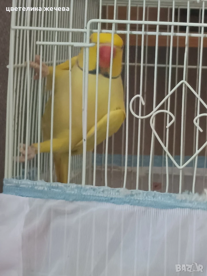 Папагал Александър , снимка 1