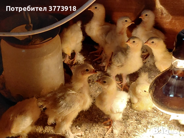 Продавам пиленца Колумбийска брама на цена 4€, снимка 2 - Кокошки и пуйки - 55068710