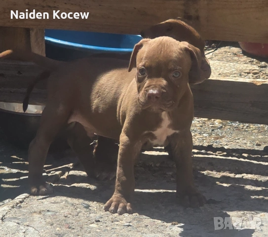 Pitbull red nos, снимка 2 - Питбул - 55259934