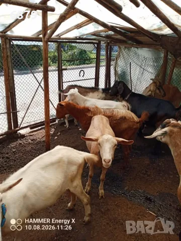Продавам кози за дамазлък, снимка 7 - Кози - 55626541