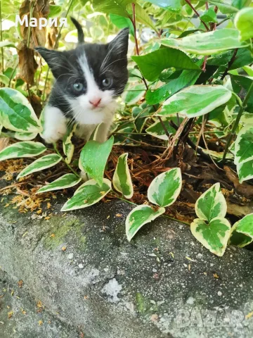 Котенца - Подарявам, снимка 11 - Други - 55357912