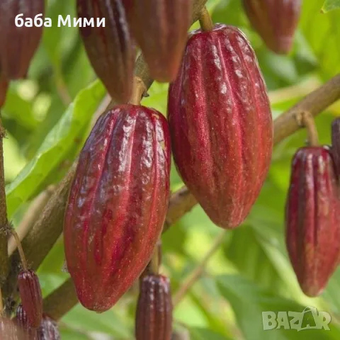 Какаово дърво - Theobroma cacao, снимка 2 - Стайни растения - 55524302