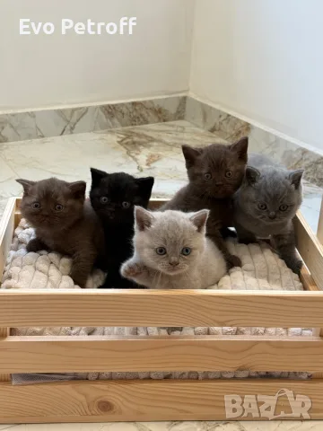 Британска късокосместа / British shorthair , снимка 2 - Британска късокосместа - 55424638