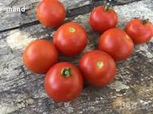 Семена от стари сортове български домат