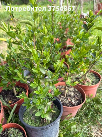 🌿🧡🌱 Лигуструм / Жив плет (Ligustrum ovalifolium), снимка 4 - Градински цветя и растения - 54436023
