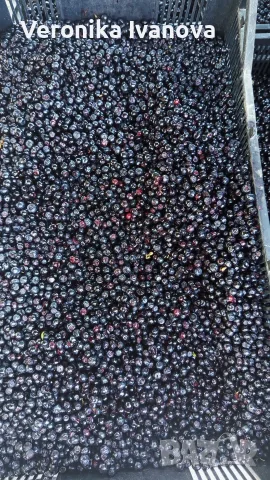 Пресни, черни боровинки от Родопите 