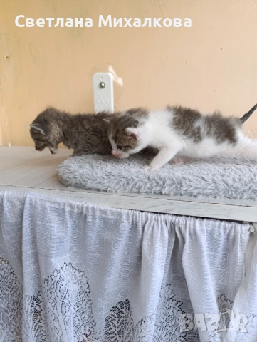 Подарявам две малки котенца , снимка 10 - Други - 54750808
