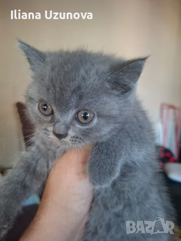 Шотландски котенца , снимка 9 - Британска късокосместа - 55530549