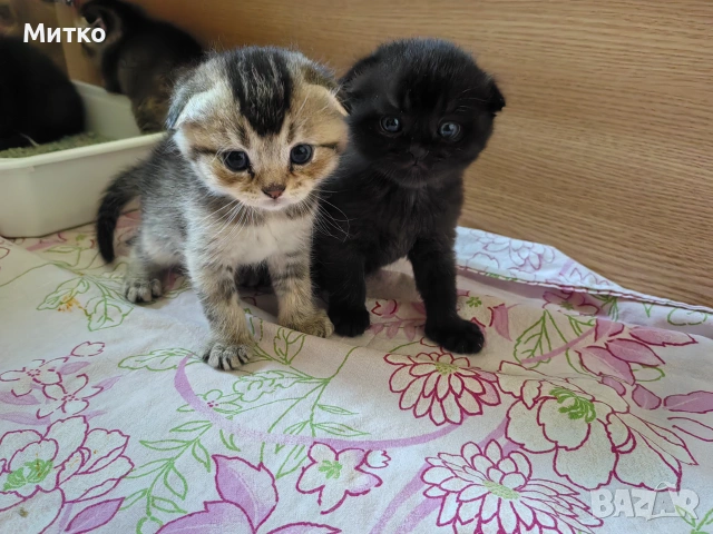Шотландски клепоухи