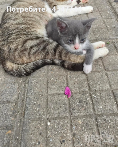 Подарявам две малки мъжки котенца. , снимка 2 - Други - 54941476
