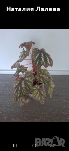 Бегония, Begonia, снимка 2 - Стайни растения - 55099512