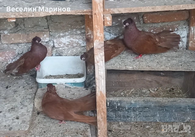   продавам  плевенски гълъби, снимка 6 - Гълъби - 54390862