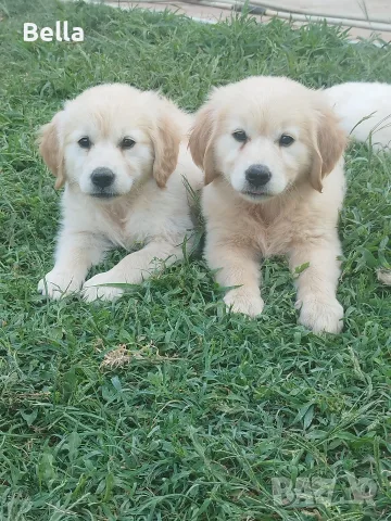 Golden retriever /puppies , снимка 8 - Голдън ретривър - 55483387