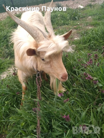 Млад пръч ,на една година ,за дъмъзлък ., снимка 10 - Кози - 54035020
