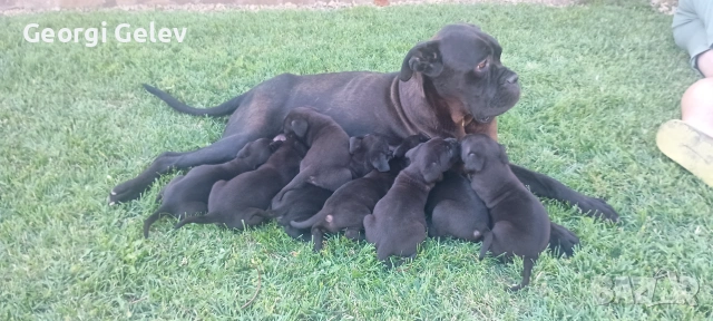 Кученца Кане Корсо., снимка 9 - Кане корсо - 55070272