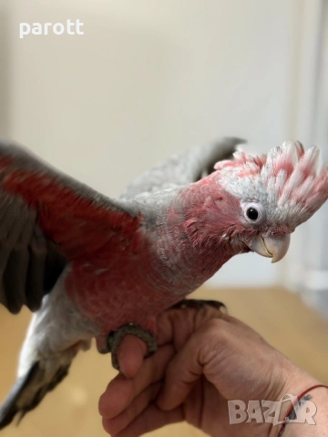 Ръчно хранено Розово Какаду