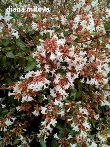 Абелия Грандифлора Прострата, Аbelia Grandiflora Prostrata!!!, снимка 6 - Градински цветя и растения - 55601458