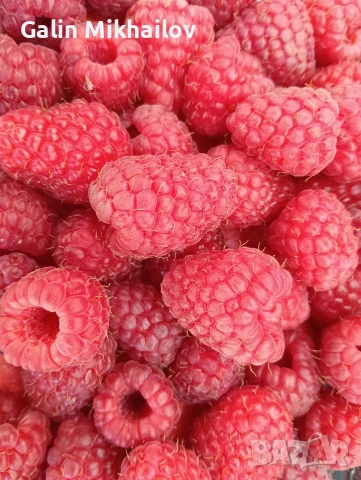 Черници, тиквени семки, лозови листа, липа цвят, снимка 2 - Домашни продукти - 54984587