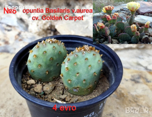 Градински студоустойчиви кактуси, снимка 9 - Градински цветя и растения - 55123898