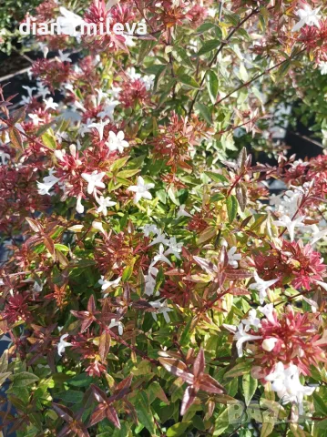 Абелия Грандифлора Прострата, Аbelia Grandiflora Prostrata!!!, снимка 5 - Градински цветя и растения - 55601458