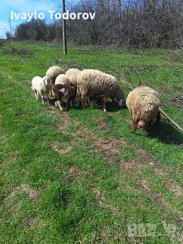 Три броя овце. , снимка 4 - Овце - 54149070