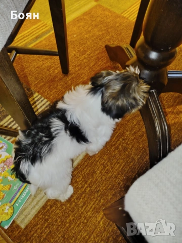 Бивър Йорки , снимка 3 - Йоркширски териер - 54003523