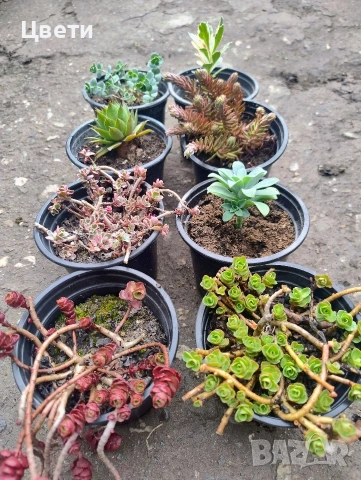 Продавам седуми, снимка 2 - Градински цветя и растения - 54213256