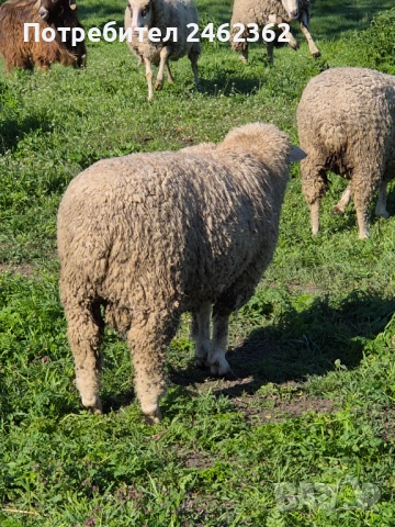 Продавам коч, снимка 2 - Овце - 54562155